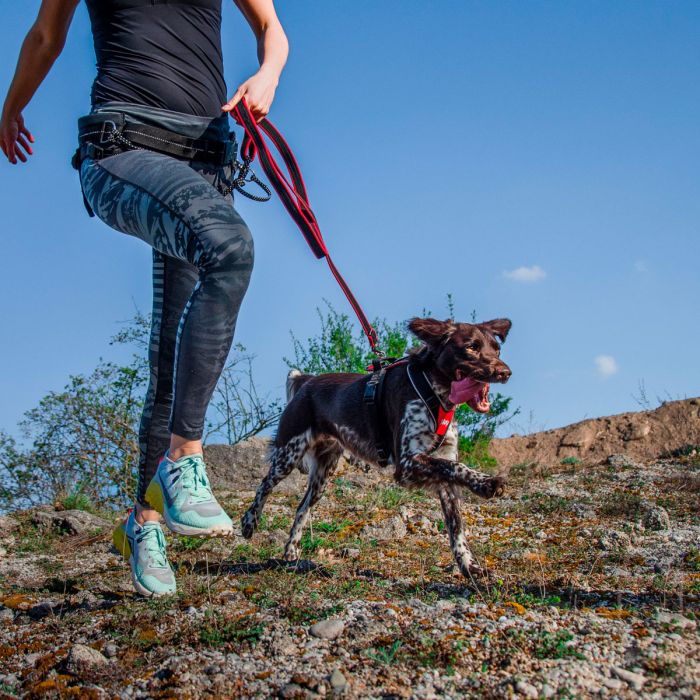 Julius-K9 Speed Harness