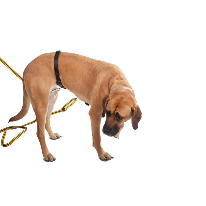 Dingo Gear Arnés de cinta Tracy para rastro