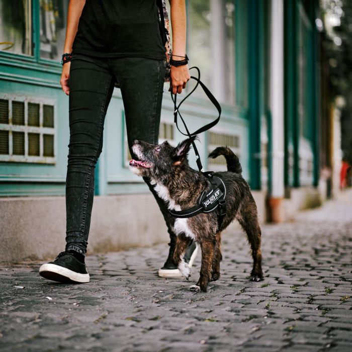 Julius-K9 Arnés IDC negro
