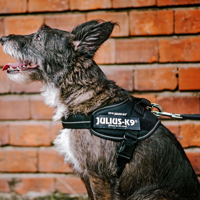 Julius-K9 Arnés IDC negro