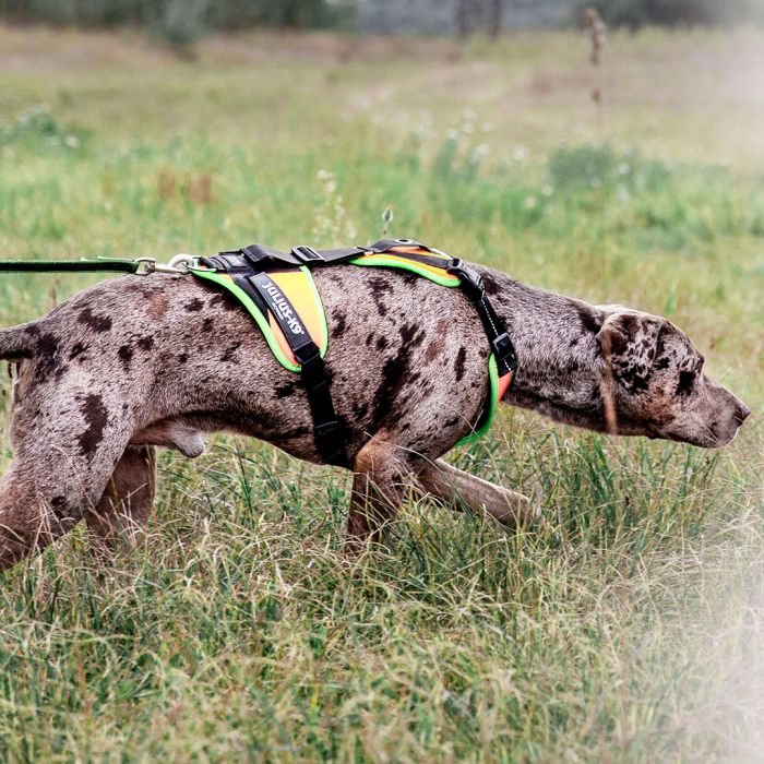 Julius-K9 Mantrailing harness naranja