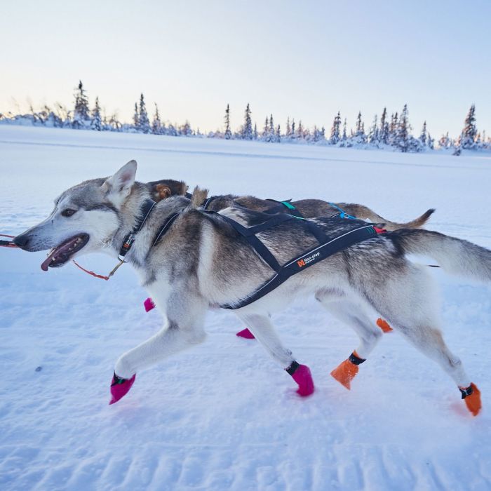 Non-stop dogwear Nansen Nome Harness 5.0