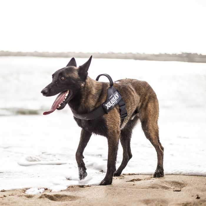Julius-K9 Arnés IDC de cinta negro