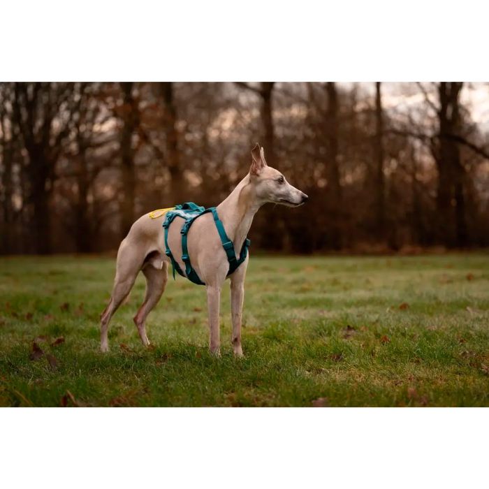 Non-stop Ramble harness long