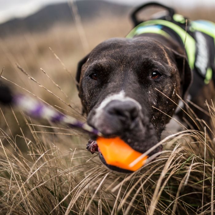 Julius-K9 Pelota IDC Lumino naranja