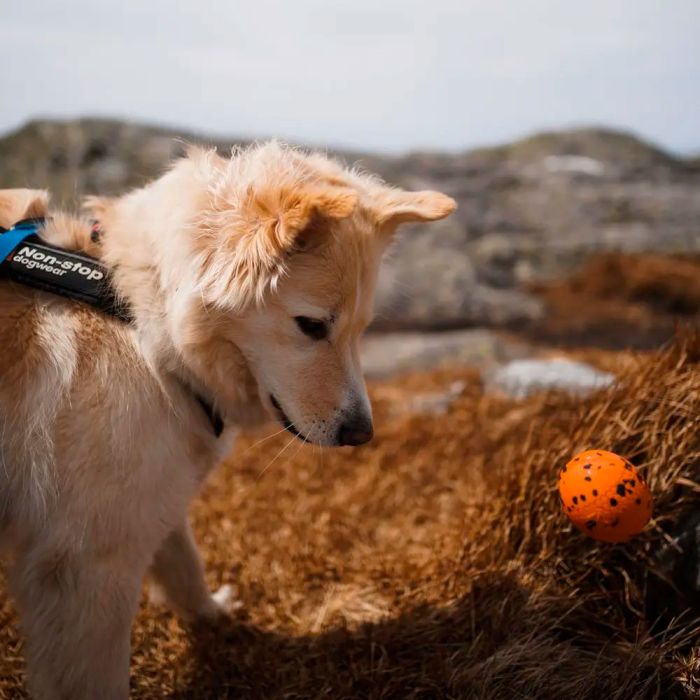 Non-stop dogwear Dog ball