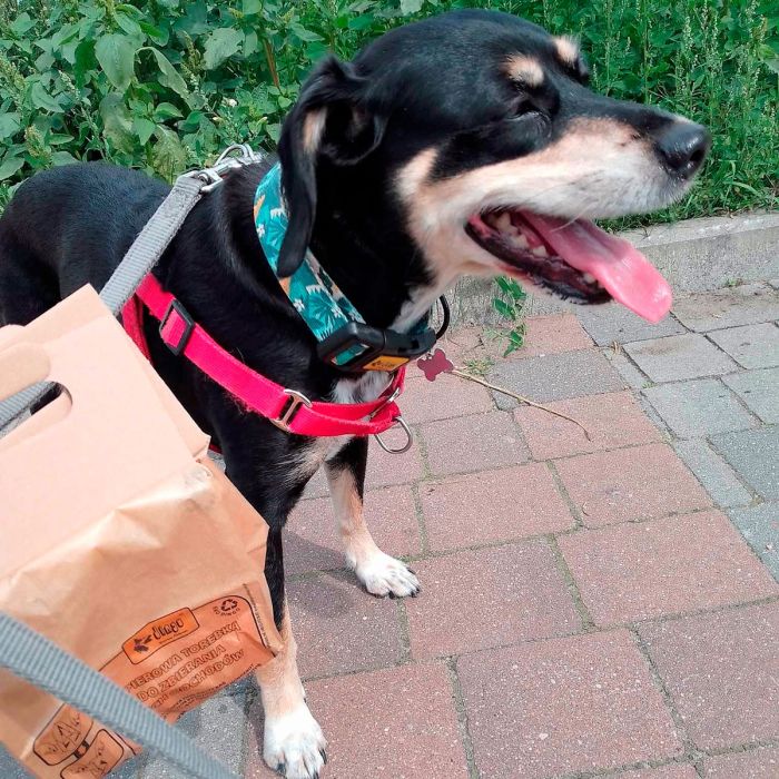 Dingo Bolsas de papel para excrementos 10 unidades