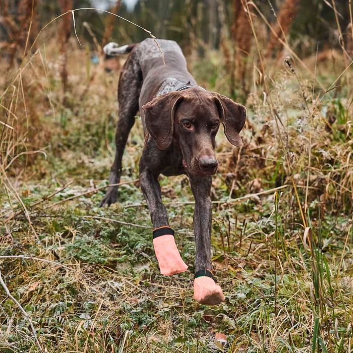 Non-stop dogwear Protector Light Socks