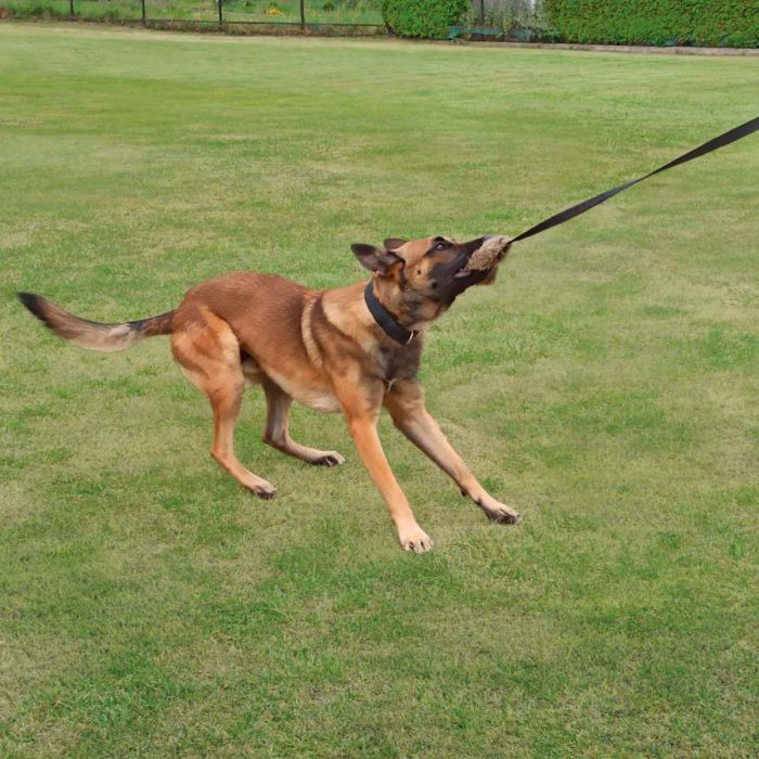Dingo Motivador de piel sintética bungee con asa larga