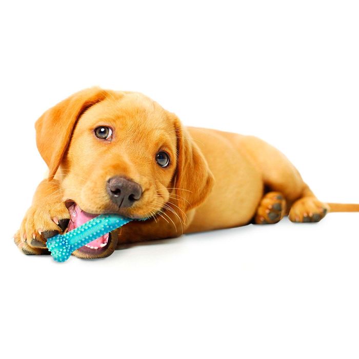 Nylabone Dental Chew Azul XS
