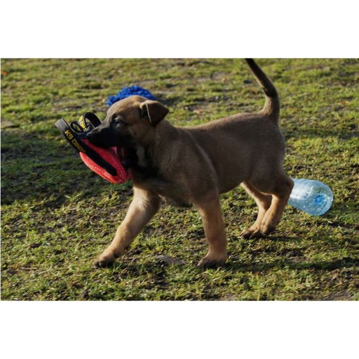 Dingo Gear Mini cojín de tela francesa