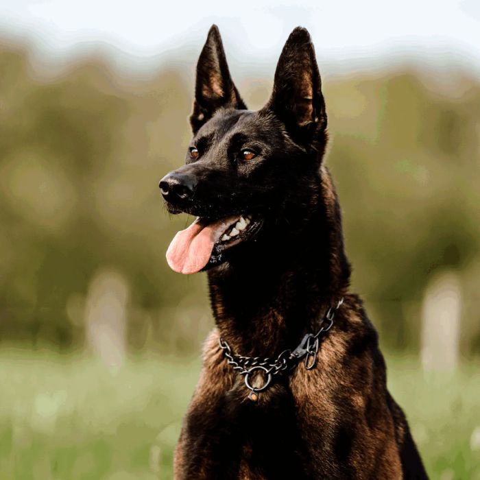 HS Sprenger Collar ajustable con gancho de acero inoxidable negro 3 mm