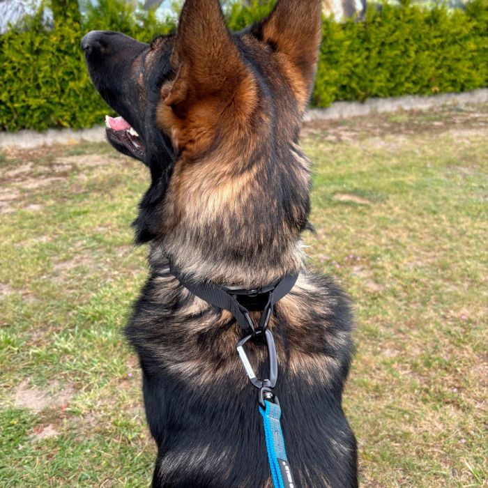 Dingo Gear Collar negro con púas redondeadas y cubiertas de silicona