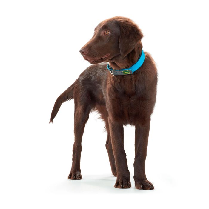 Hunter Collar Convenience turquesa