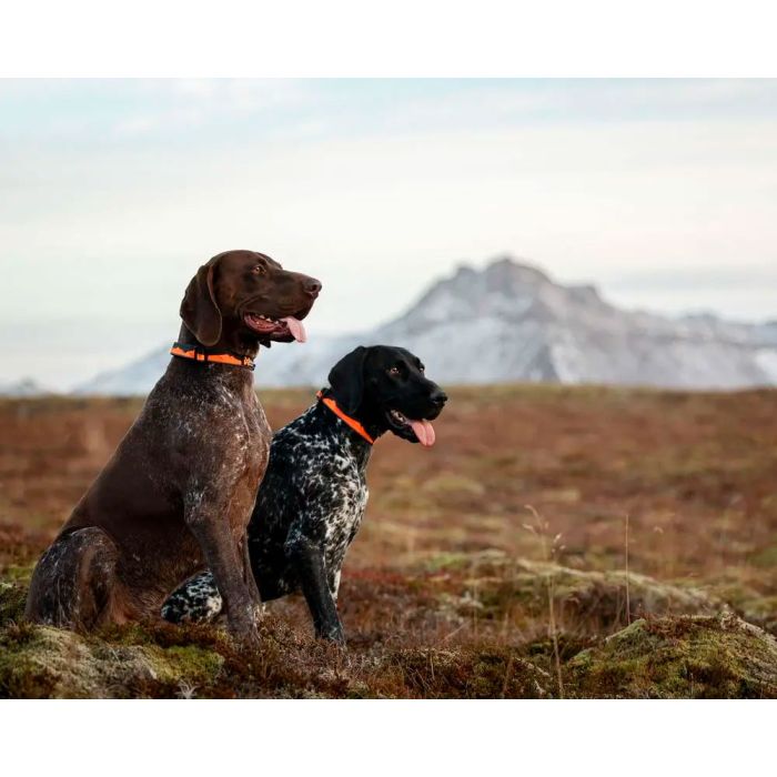 Non-stop dogwear Trail Quest Collar naranja