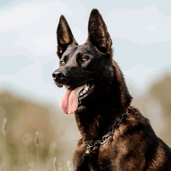 HS Sprenger Collar ajustable con gancho de acero inoxidable negro 3 mm