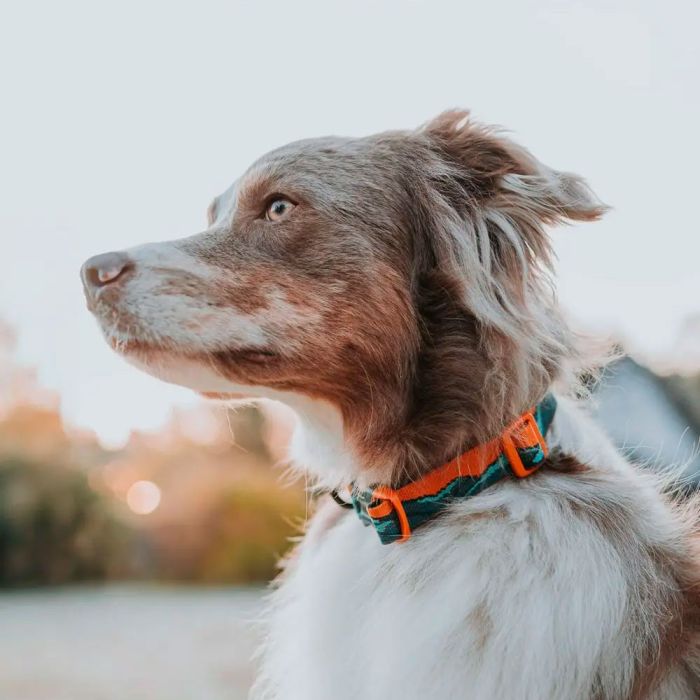 Non-stop dogwear Trail Quest Collar Rachel Pohl Edition turquesa roble