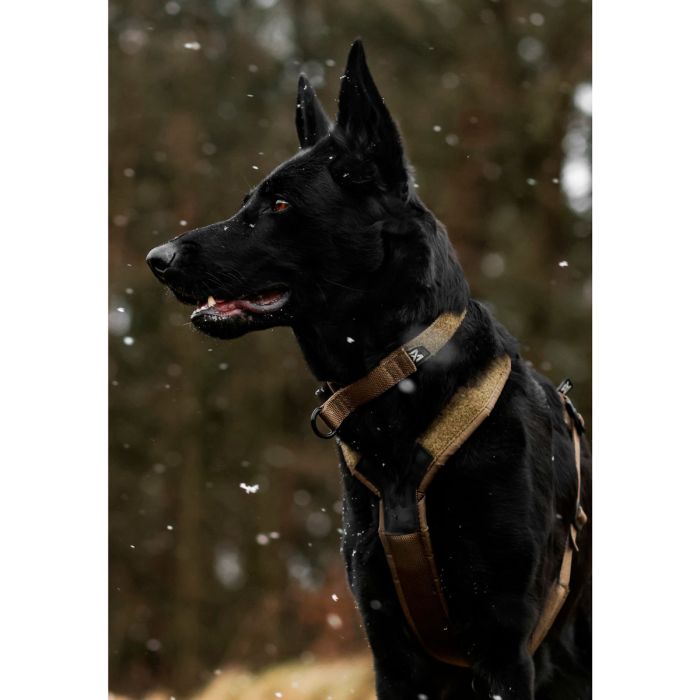 Non-stop dogwear Solid Adjustable Collar WD
