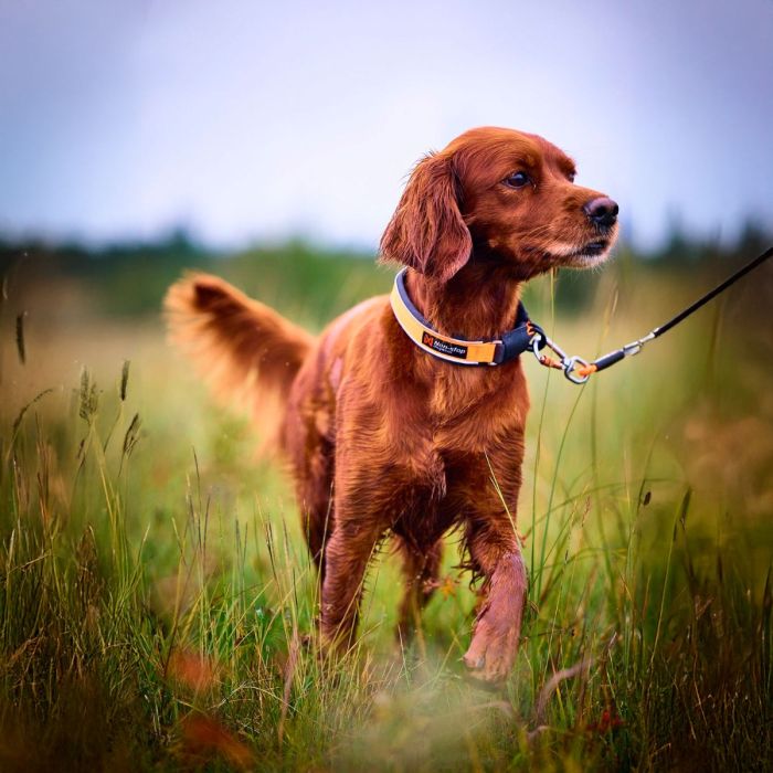 Non-stop dogwear Protector collar