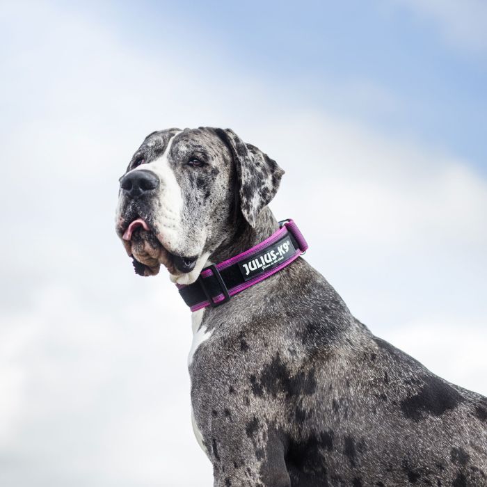 Julius-K9 Collar rosa con asa