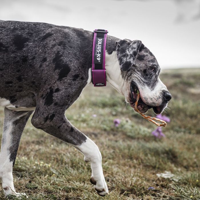 Julius-K9 Collar rosa con asa