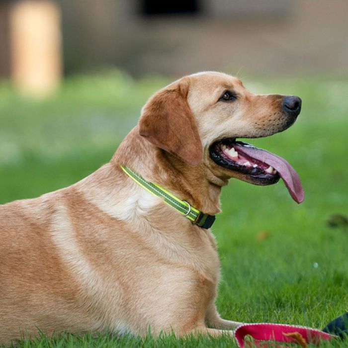 HS Sprenger Collar ajustable amarillo reflectante