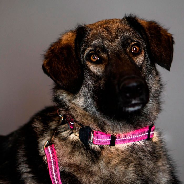 HS Sprenger Collar ajustable rosa reflectante