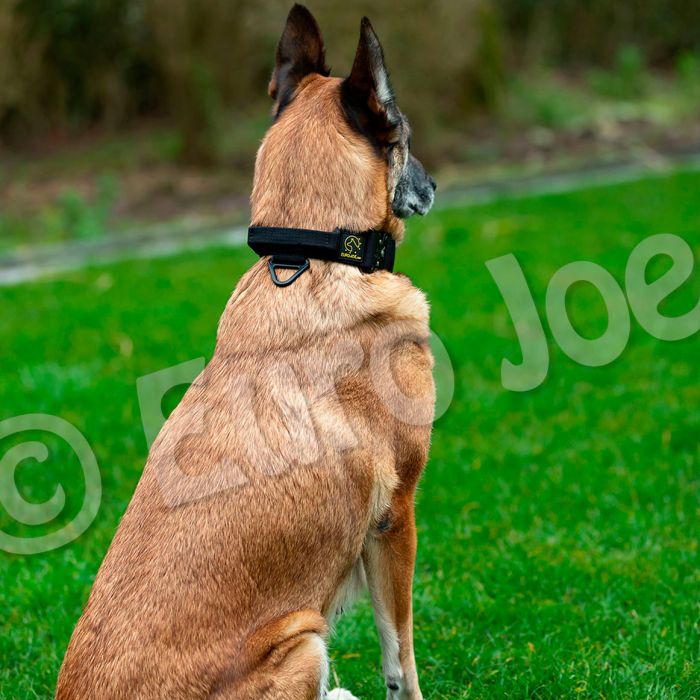 Euro Joe Collar táctico negro con asa 38 mm