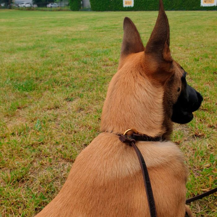 Dingo Gear Correa collar de cuero 12 mm x 2,5 m
