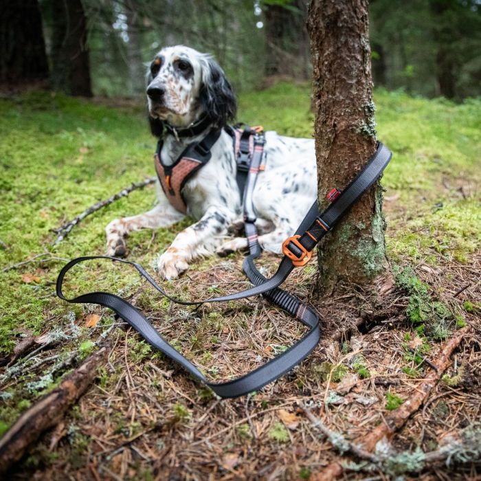 Non-stop dogwear Touring bungee ajustable