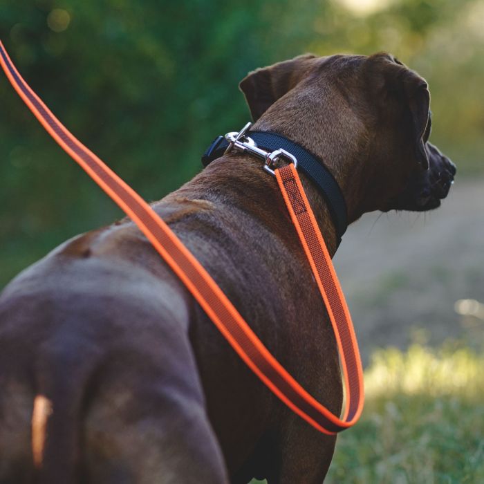 Julius-K9 Correa naranja de goma entretejida 20 mm con asa