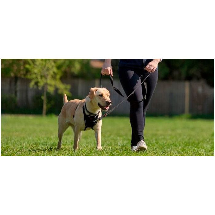 Company of Animals Halti Training Lead negra