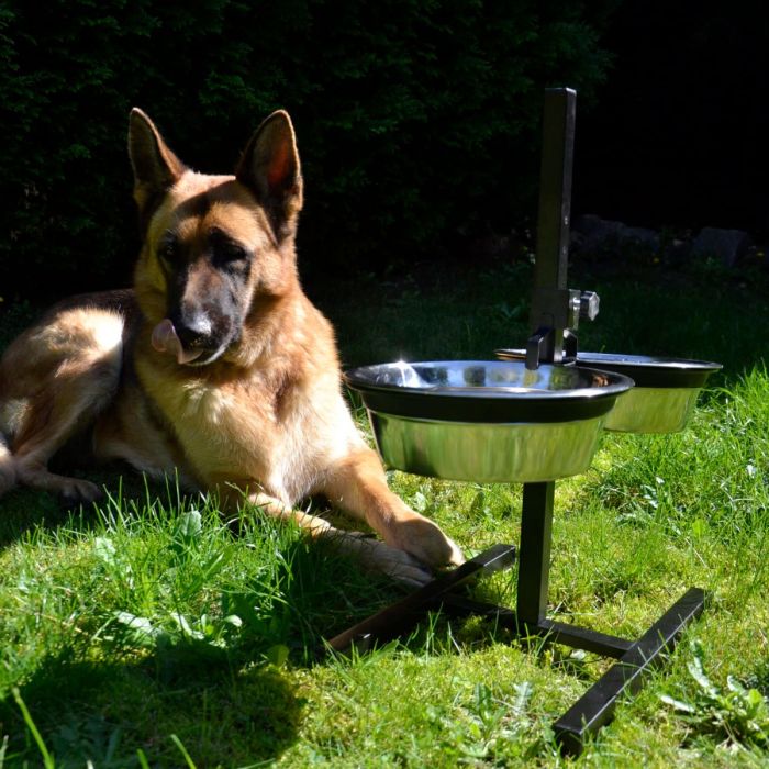 Dingo Cuencos silenciosos con soporte ajustable