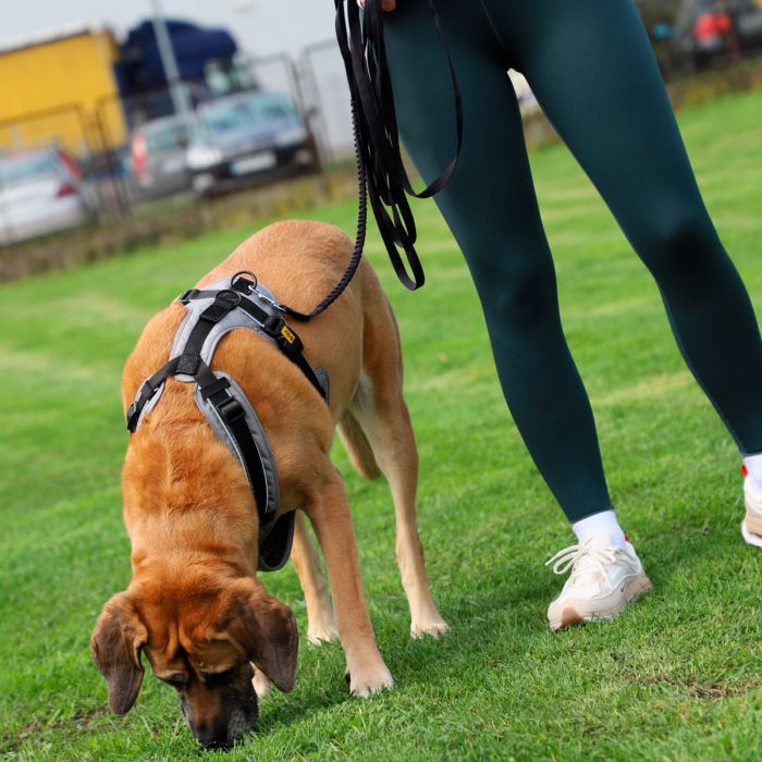 Dingo Cinturón para caminar y correa con amortiguador