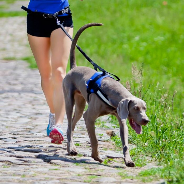 Dingo Set para correr con perro