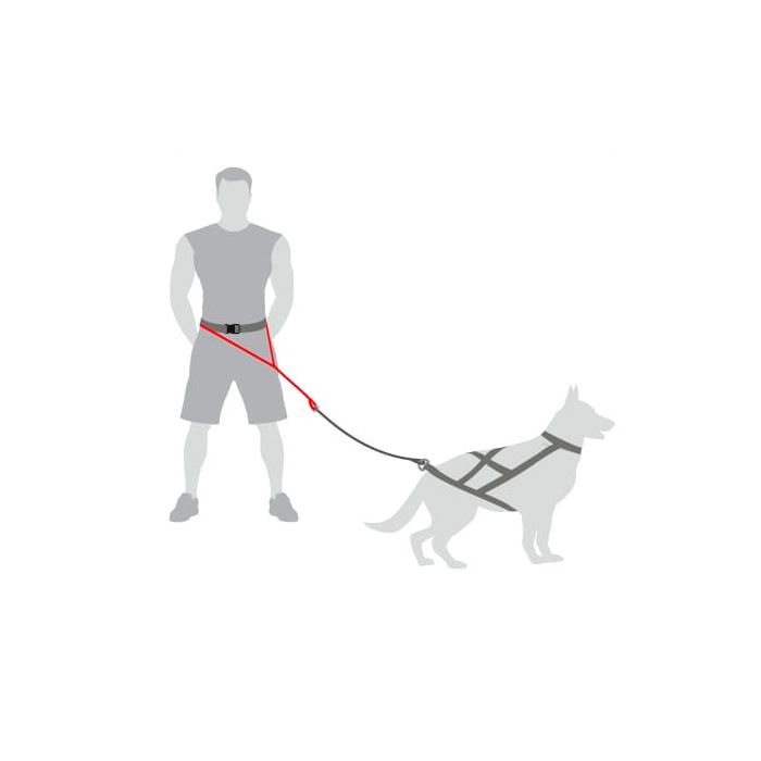 Dingo Cinturón para correr