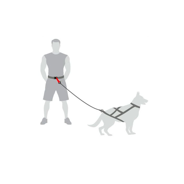 Dingo Cinturón para correr
