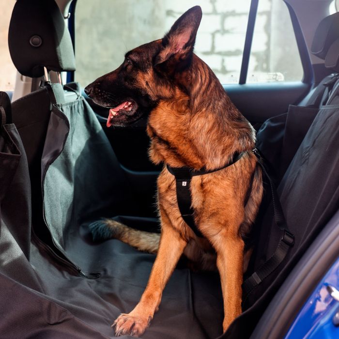 Dingo Arnés de seguridad para coche