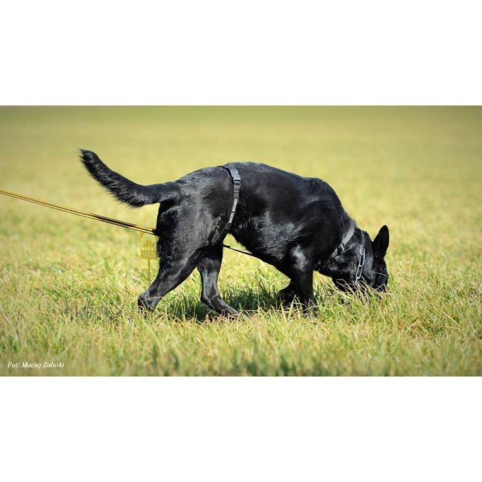 Dingo Gear Arnés de cinta Tracy para rastro
