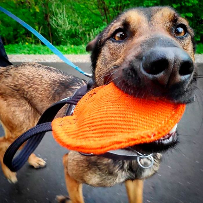 Dingo Gear Pelota plana de tela francesa