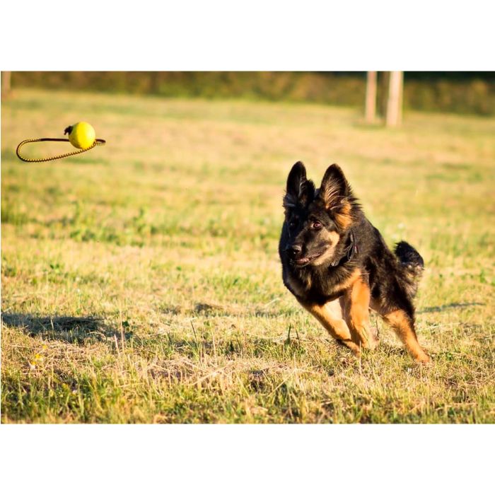 Dingo Gear Pelota flotante de 70 mm con asa