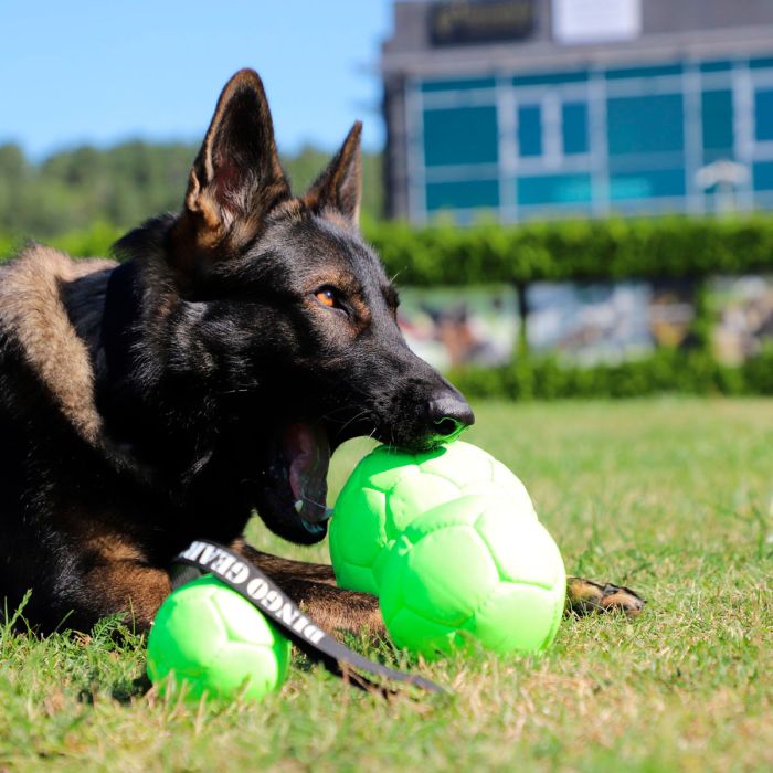 Dingo Gear Pelota inflable de ecopiel verde neon