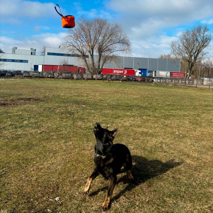 Dingo Gear Pelota cúbica de tela francesa 10 cm