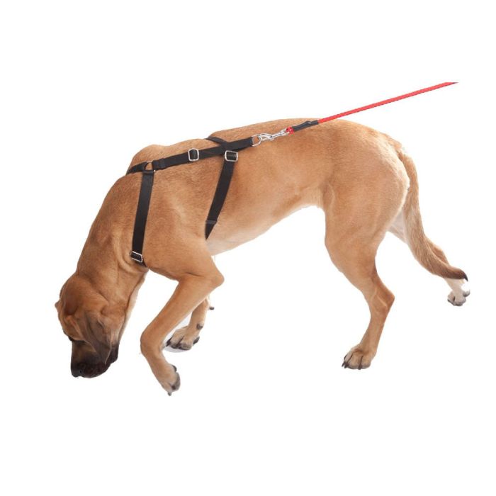 Dingo Gear Arnés WEDA para rastro