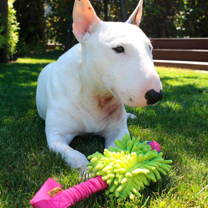 Dingo Mordedor fregona bungee con pelota