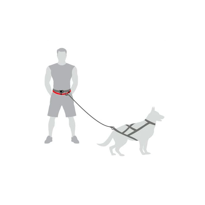 Dingo Cinturón para correr