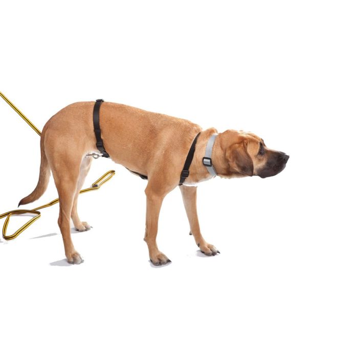 Dingo Gear Arnés de cinta Tracy para rastro