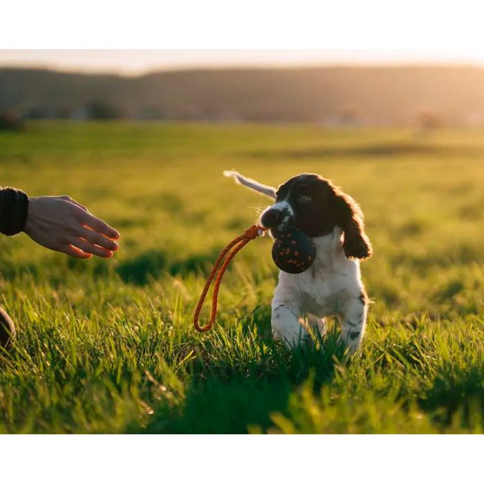 Non-stop dogwear Dog ball on rope