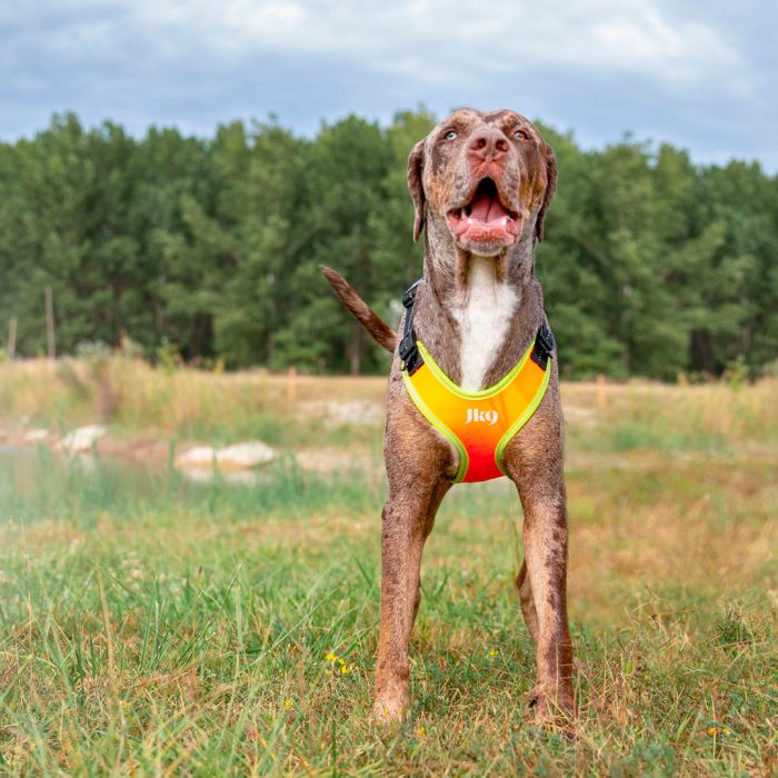 Julius-K9 Mantrailing harness naranja
