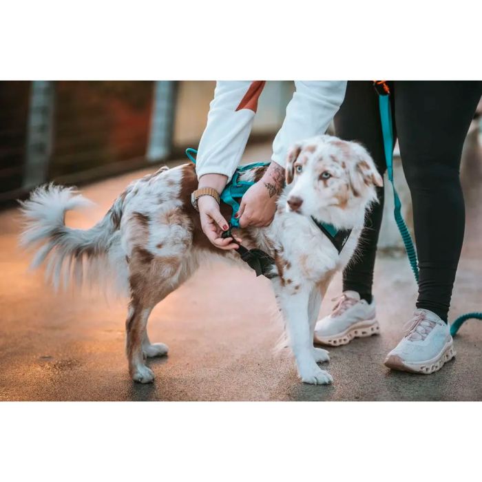 Non-stop dogwear Rush harness verde azulado